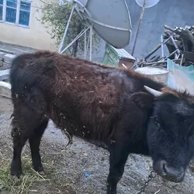 Göle oküz iýermen sagdyn mal