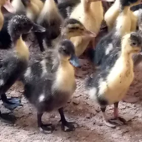 ördek ýaşylbaş jüýje