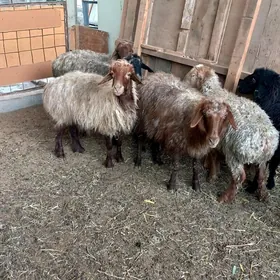 Kisar Gysyr Goyun.Kisar Işşek