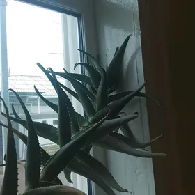 Комнатные растения