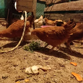 juje 5 ay bolup gelye