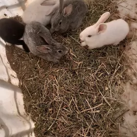 Towşan yaş hem-de eneleri