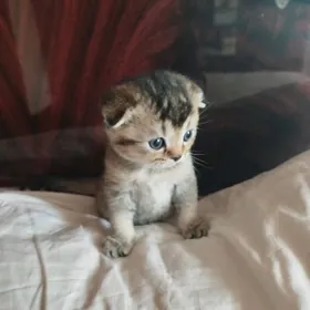 золотая шиншила