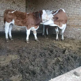 австралика симентал