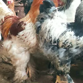 brama towuklar horazlar paroda