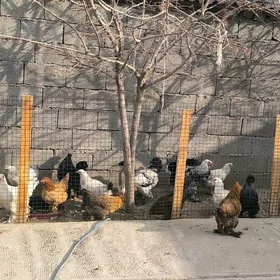 BALGAR YUMURTGA HORAZLARY KAN