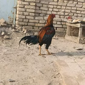 Horaz Tashkent boytsowy horaz