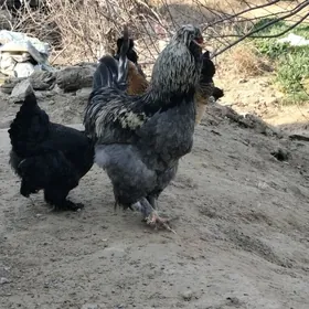 товык тройка