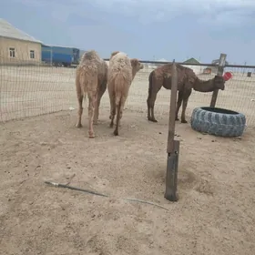 torumlar  basgada bar