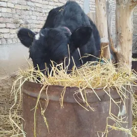 Öküz Çorny Pýostyr