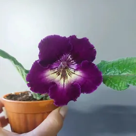 стрептокарпус