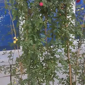 roza çyrmyşyk wuýuşşi