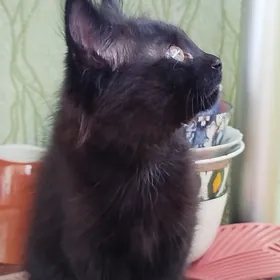 кот в добрые руки