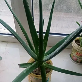 Aloe