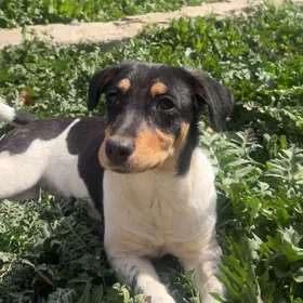 собака  Кузя