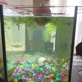 аквариум 22л