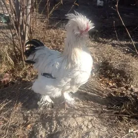 troyka 11 aylyk arassa tohum