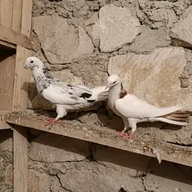 Kepderi голуби кепдери