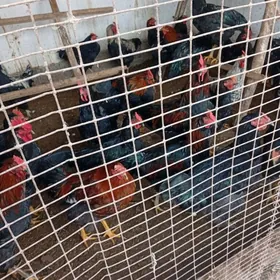 гигант хоразлар