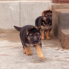 Afçarka güjükleri