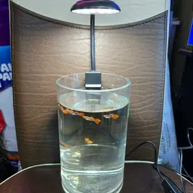 Рыбки аквариумы светильники