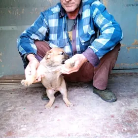 Бельгийская овчарка Малинуа