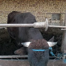 месны окузлер