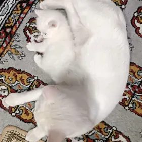 шотландские белоснежпрямоушки