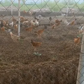 towuk jüýje 6 aýlyk