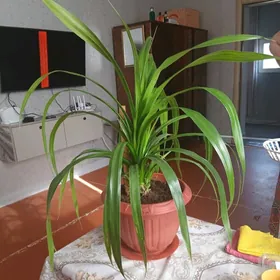 пальма пандан