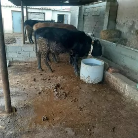 Окиз  швес  арасса