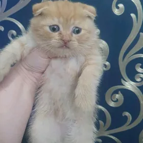 Шотландские котята