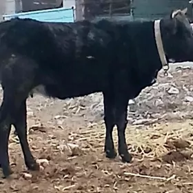 ÇORNY PİÝOSTYR B0G0Z TÜWE