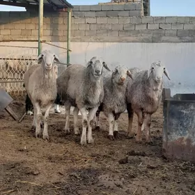 DÖRTSANY KISAR GOÇ