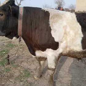 Bakyly ekiz ökuzler we sygyr