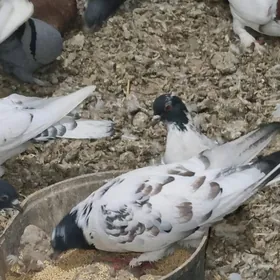 чикасты гуш пары жуйжеси билен