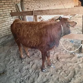 bakylyp otyrylyn tüwe.