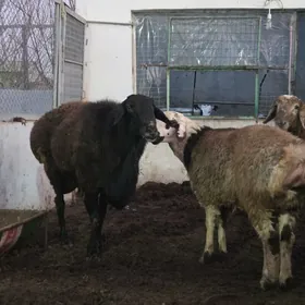 Arginal Gisar goclar