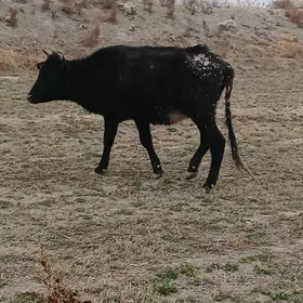 гысыр сыгыр