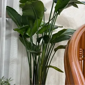 Стрелиция Николая