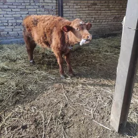 лимузин окузче унажын