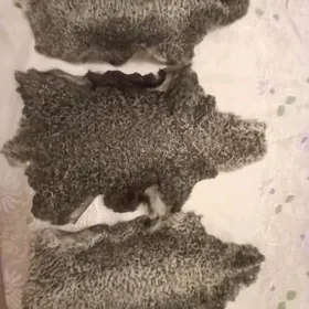 шкурки каракульча серые