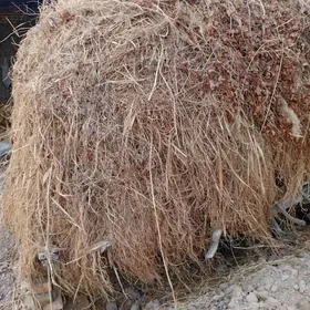 Yorunja mellegin oty