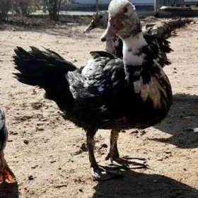 indutga Ördek induk towuk gus