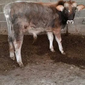 arginal şiwes öküz