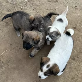 маленькие щенята ищут хозяина