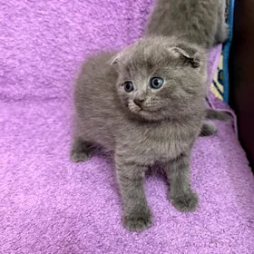 вислоухие котята