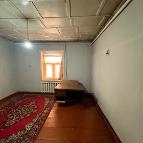 Hovly satlyk Tolstoy kocede