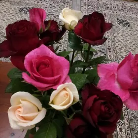 саженцы Голланд. роз