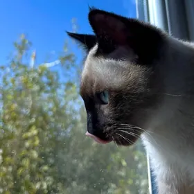 Отдам в добрые руки